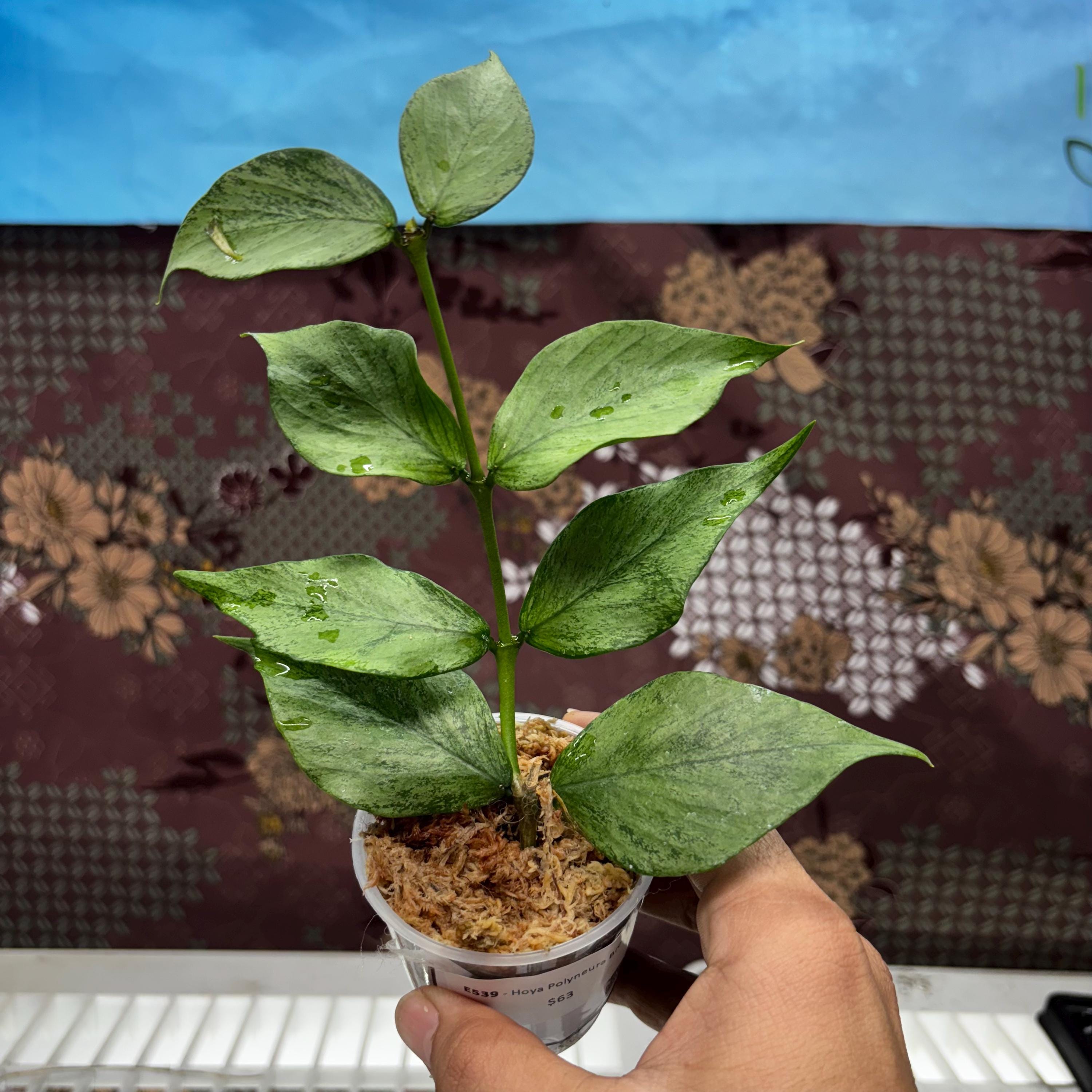 怪奇植物　シルバー人魚ホヤ Hoya polyneura broget 週末セール怪奇植物 斑入り人魚ホヤ Hoya polyneura broget Hoya