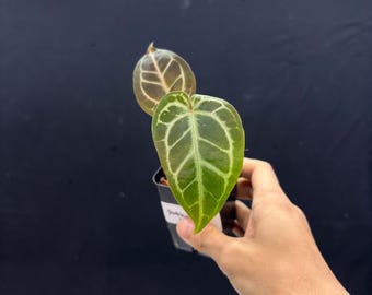Anthurium Docblok x Silver Butterfly – Exact Plant Pictured, Fully Rooted, Acclimated in USA