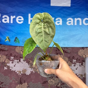 Anthurium Luxurian Indo