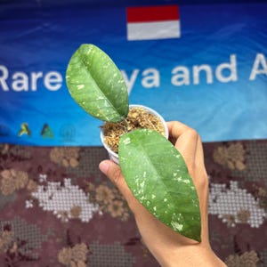 Hoya Sp Blangkejeren Splash