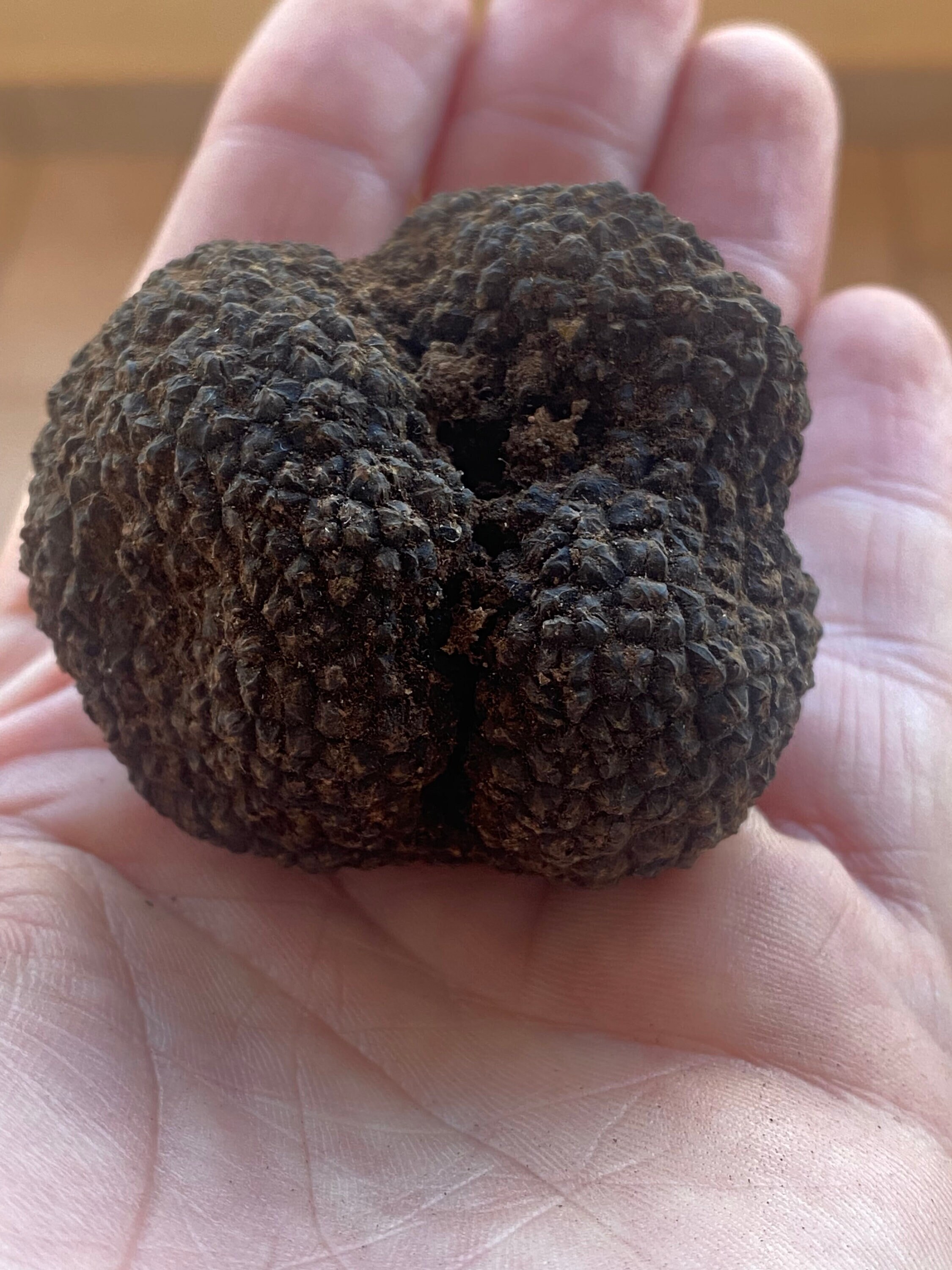 Fresh Winter Black Truffle Truffle Truffle Tuber Etsy Canada