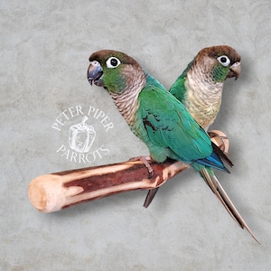 Manzanita Parrot Perch | Natural Manzanita Wood Bird Perch