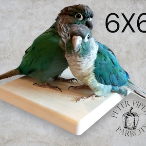 6"x6" Natural Wood Bird Shelf/Flat Perch | Promote Foot Health and Mental Enrichment | Safe, Durable, and Easy to Clean Platform Perch