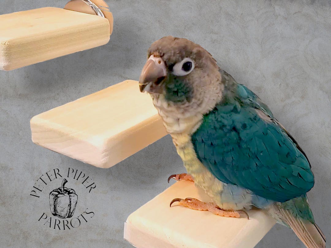 Natural Wood Bird Flat Perch Stair Set | Increase Enclosure Play Space ...