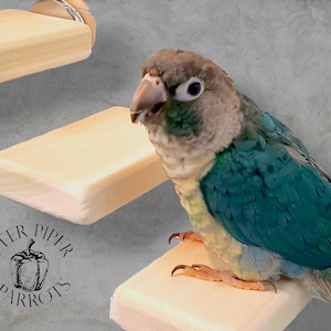 Natural Wood Bird Flat Perch Stair Set | Increase Enclosure Play Space | Safe, Durable, and Easy to Clean