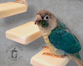 Natural Wood Bird Flat Perch Stair Set | Increase Enclosure Play Space | Safe, Durable, and Easy to Clean
