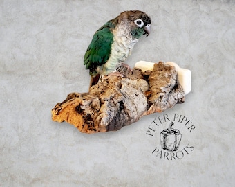 Natural Cork Bird Shelf/Flat Perch | Promote Foot Health and Mental Enrichment | Safe, Durable, Foraging Platform Perch