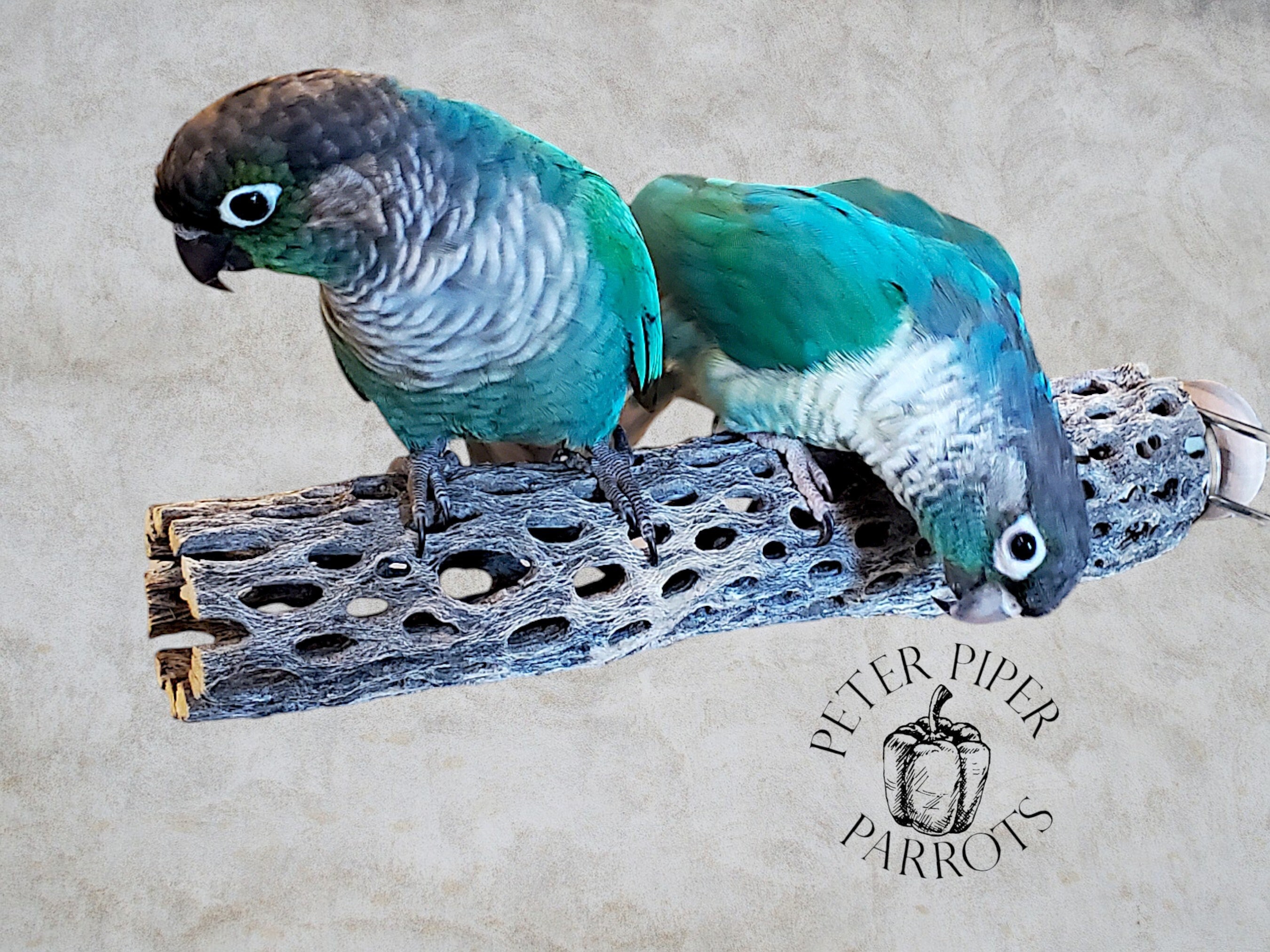 Bird Cages for Disabled Parrots Etsy