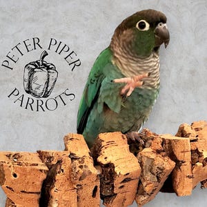 Refillable Cork Kabob Bird Perch | Promote Foraging and Mental Engagement | Natural, Safe, Durable, Foraging Perch