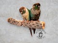 Cholla Cactus Parrot Perch | Natural Cholla Cactus Wood Bird Perch