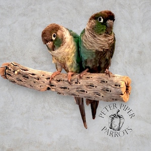 Cholla Cactus Parrot Perch | Natural Cholla Cactus Wood Bird Perch