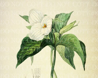 Vintage Great White Trillium Grandiflorum Botanical illustration INSTANT DOWNLOAD, native plant wall art, craft ephemera, wildflower gift