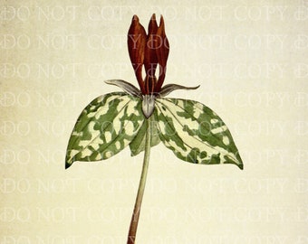 Vintage Toadshade Trillium séssil Ilustración botánica DESCARGA INSTANTE, arte de pared de plantas nativas, estampado de flores silvestres, regalo para botánico