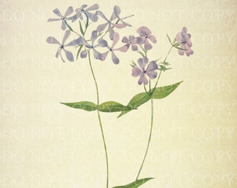 Phlox ovata ボタニカルアート Phlox ovata ボタニカルアート Phlox ovata ボタニカルアート