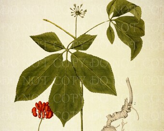 Vintage American Ginseng Botanical Illustration INSTANT DOWNLOAD Panax quinquefolius, Native medicinal plant wall art, gift for herbalist