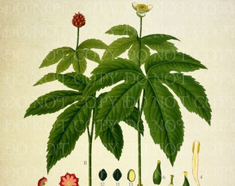 Vintage Goldenseal Botanischer Druck INSTANT DOWNLOAD Hydrastis canadensis, medizinische einheimische Pflanzenkunst, Geschenk für Kräuterkundler, Kräuterkunde