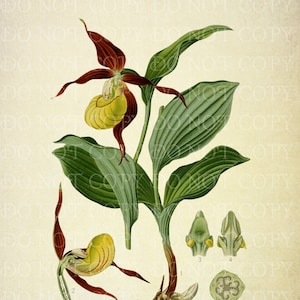 May include: A botanical illustration of a yellow lady's slipper orchid, Cypripedium parviflorum, with a close-up of the flower and its roots. The illustration is in a vintage style with detailed drawings of the plant's parts.
