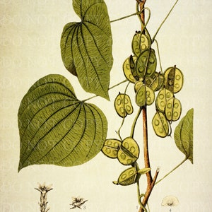 Könnte beinhalten: Eine botanische Illustration von Dioscorea Villosa, auch bekannt als Wilde Yam. Die Illustration zeigt die Blätter, den Stängel und die Samenkapseln der Pflanze. Die Samenkapseln sind grün und gelb und haben eine charakteristische Form. Die Illustration ist mit dem Namen der Pflanze und dem gebräuchlichen Namen beschriftet.