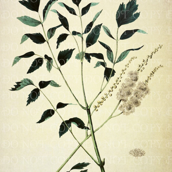 Vintage Black Cohosh Botanical Illustration INSTANT DOWNLOAD Cimifuga Racemosa, Native Medicinal Plant Art, gift for herbalist, botanist