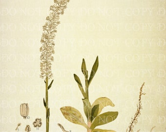 Vintage falso unicornio raíz ilustración botánica DESCARGA INSTANTE Chamaelirium luteum, arte de plantas nativas, impresión de plantas raras