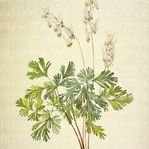 Pode incluir: Uma ilustração botânica de Dicentra Cucullaria, também conhecida como 'Calças de Holandês', apresentando delicadas flores brancas com pétalas em forma de coração e uma folhagem verde semelhante a uma samambaia.