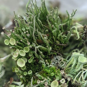 May include: A close-up of a variety of green lichen growing on a rock. The lichen has a variety of shapes and textures, including small, round cups and long, thin strands.