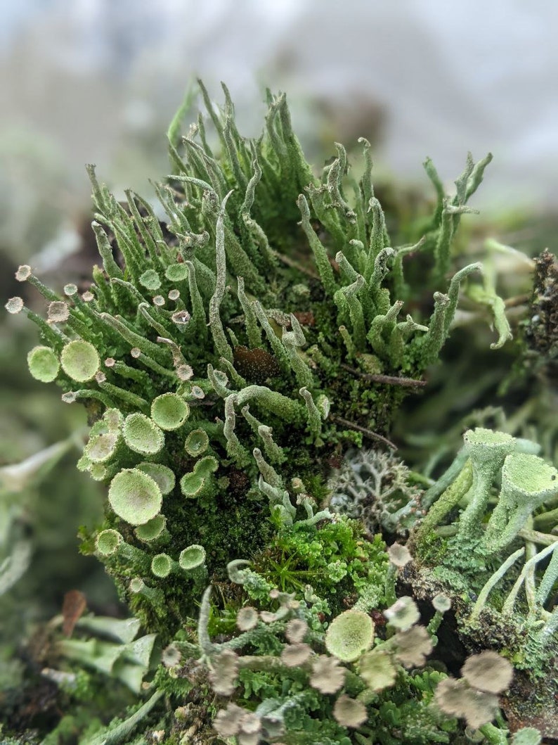 May include: A close-up of a variety of green lichen growing on a rock. The lichen has a variety of shapes and textures, including small, round cups and long, thin strands.