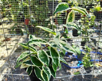 Hoya Carnosa Suzie