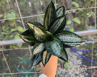 Sansevieria Silver Zebra