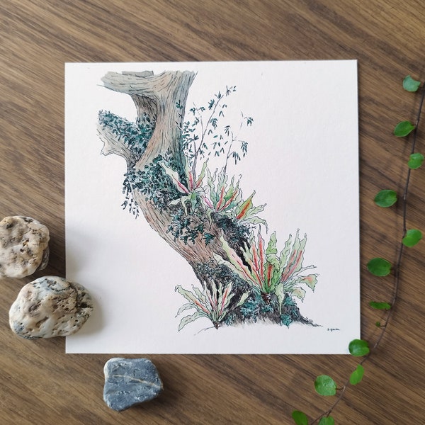 Aquarelle fougère nid d'oiseau ou "Asplenium nidus", illustration végétale, tirage d'art limité et signé, aquarelle Asie, watercolor, asia