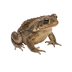 Könnte beinhalten: Eine braune Kröte mit strukturierter Haut und großen, dunklen Augen. Das Amphibium befindet sich in einer geduckten Position, mit gespreizten Beinen und sichtbaren Zehen. Der Hintergrund ist schlicht weiß und hebt die Details der Kröte hervor.