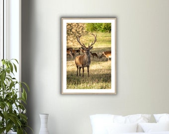 Deer Wildlife Animals Art Nursery Photography Wall Decor Kids Room Poster Playroom Artwork Stag Print / Stretched / Framed Canvas