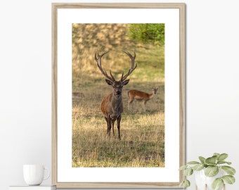 Standing Powerful Deer Poster Aesthetic Autumn Wildlife Park Photo Farm house Beautiful Stag Antler Nursery Print for nature lover (251)