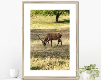 Powerful European Red Deer Poster Aesthetic Autumn Wildlife Park Photo Farm house Beautiful Stag Antler Nursery Print for nature lover (256)
