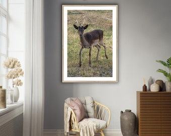 Standing Cute Fawn Poster Aesthetic Autumn Wildlife Park Deer Photo Farm house  Beautiful Shy Deer Nursery Print gift for nature lover (264)