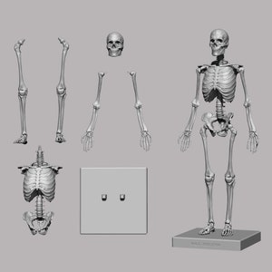 3d stl model,3d skeleton stl files,3d printer and printing files,stl for print ,digital print,stl drawing files,3d model,skeleton stl files,