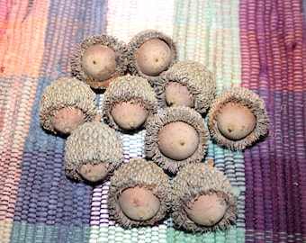 BUR OAK ACORNS-one dozen-Hand Collected-Burr oak-Quercus macrocarpa-protection-tree-Strength-Fertility-Longevity-Abundance