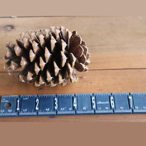May include: A large, brown pine cone with a rough, textured surface. The cone is about 6 inches long and is sitting on a wooden surface.