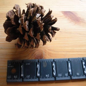 May include: A brown pine cone with a rough texture. The cone is about 2 inches in diameter and is sitting on a wooden surface.