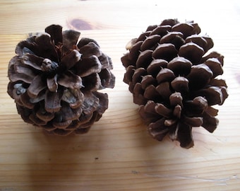 May include: Two brown pine cones, one with a more rounded shape and the other with a more pointed shape.