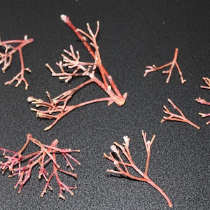 Hand Picked and Dried Rowan Pedicels (stems) for rituals-Mountain Ash-Metaphysical-talisman-ancient Celtic-Sorbus hybrida-protection