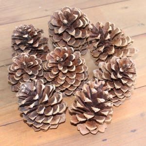 May include: A collection of eight brown pine cones with a natural, rustic look. The cones are arranged in a circle on a wooden surface.