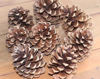 May include: A collection of eight brown pine cones with a natural, rustic look. The cones are arranged in a circle on a wooden surface.