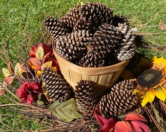Natural Loblolly Pine Cones (50 Pack) – Large 4 to 5 Inch Handpicked from Coastal North Carolina. Free Shipping