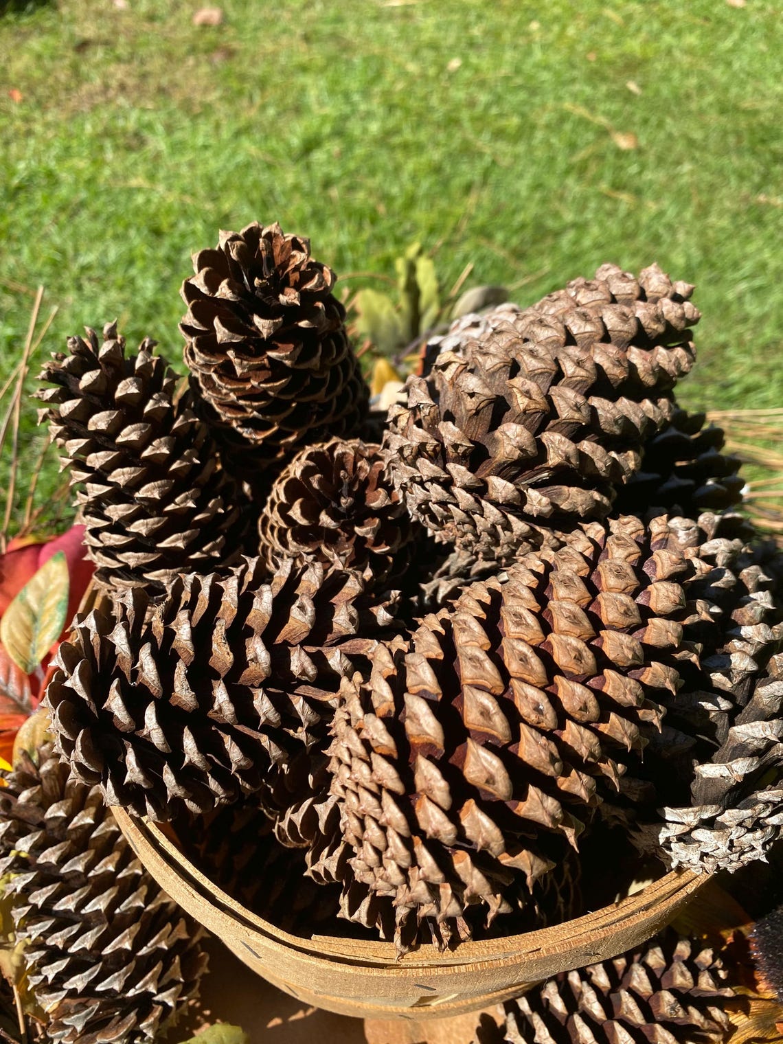 Natural Loblolly Pine Cones 50 Pack Large 4 To 5 Inch Handpicked From Coastal North Carolina