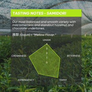 Puede incluir: Un gr&aacute;fico de radar verde titulado TASTING NOTES - SAMIDORI muestra perfiles de sabor que incluyen umami, amargor, dulzor, astringencia y cremosidad. El texto describe una variedad equilibrada con notas de avellana y chocolate.