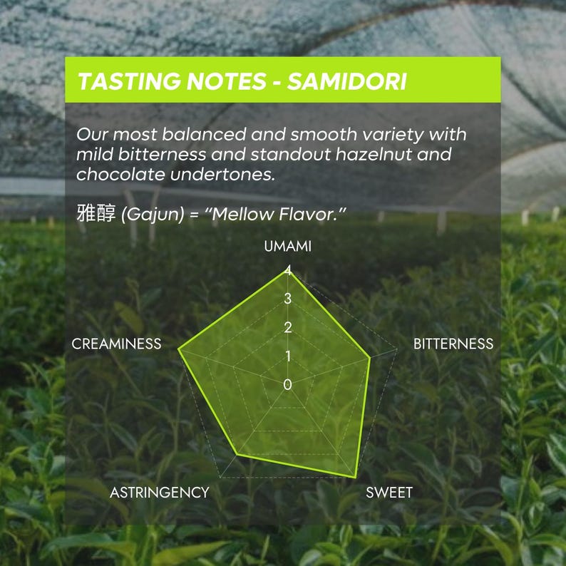 Puede incluir: Un gr&aacute;fico de radar verde titulado TASTING NOTES - SAMIDORI muestra perfiles de sabor que incluyen umami, amargor, dulzor, astringencia y cremosidad. El texto describe una variedad equilibrada con notas de avellana y chocolate.