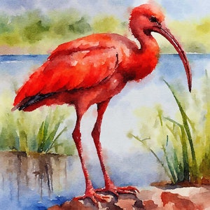 Stampa ad acquerello di un vivace ibis rosso su carta ruvida - Riproduzione giclée con inchiostro d'archivio - Firmata e realizzata su ordinazione - Stampa artistica per la casa