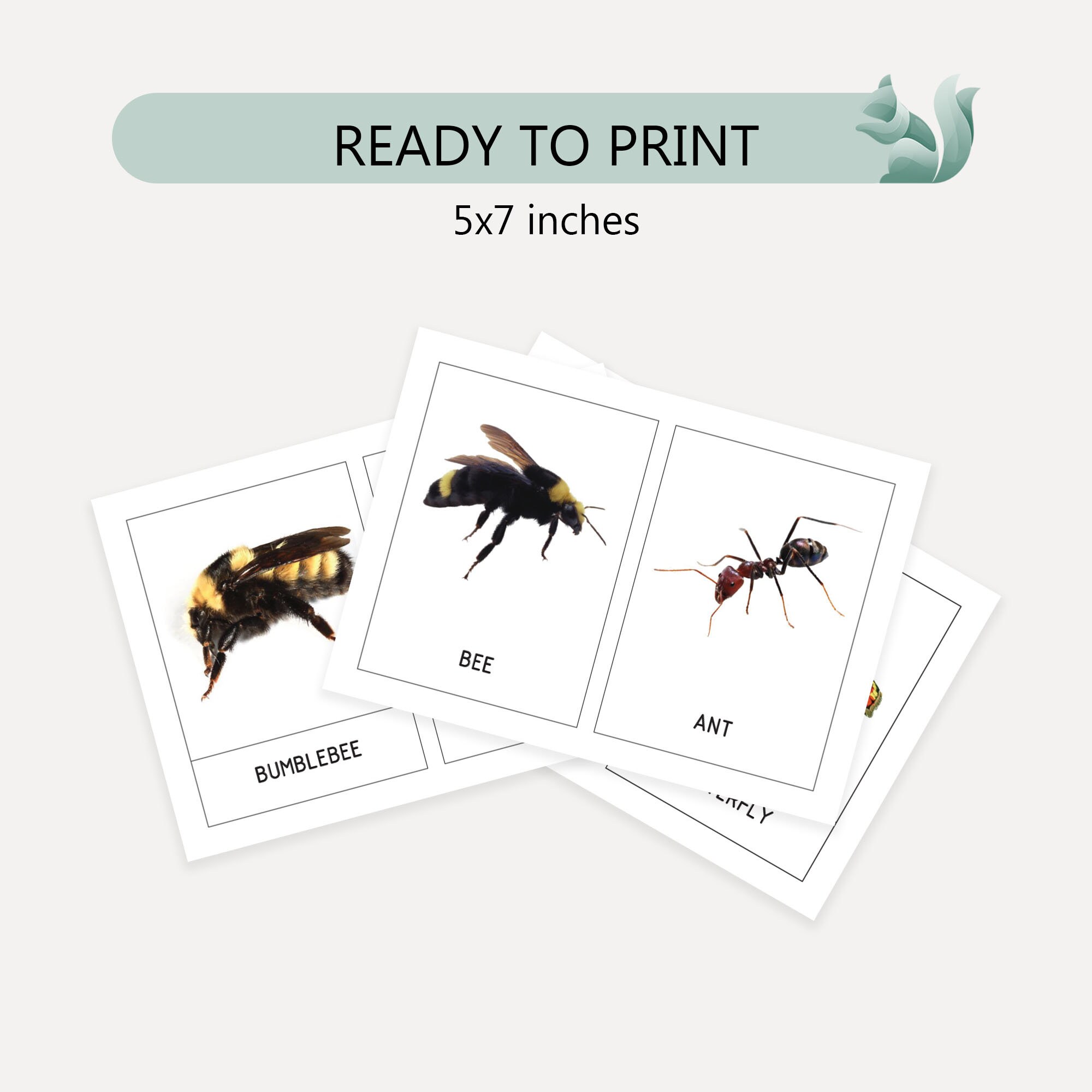 INSECTS Real Images - 23 Printable Flash Cards, Montessori Cards ...