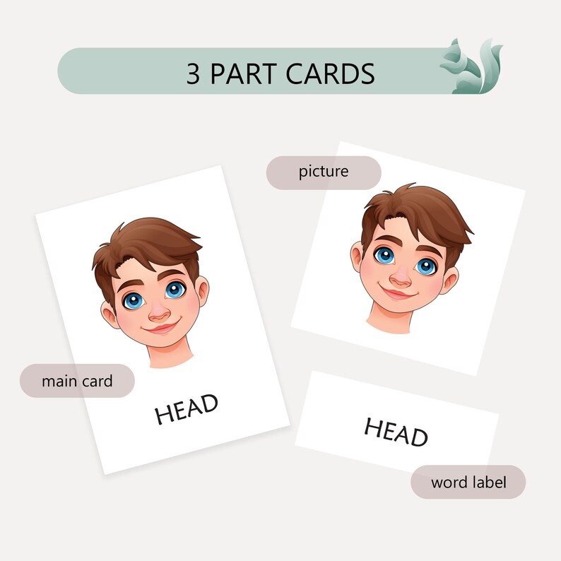 Body Parts Flashcards in American Sign Language, Educational ASL Body